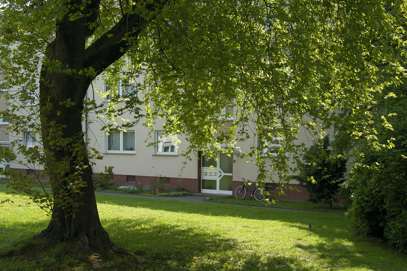 Ein gesunder Baum auf einer Wiese vor einem Mehrfamilienhaus.