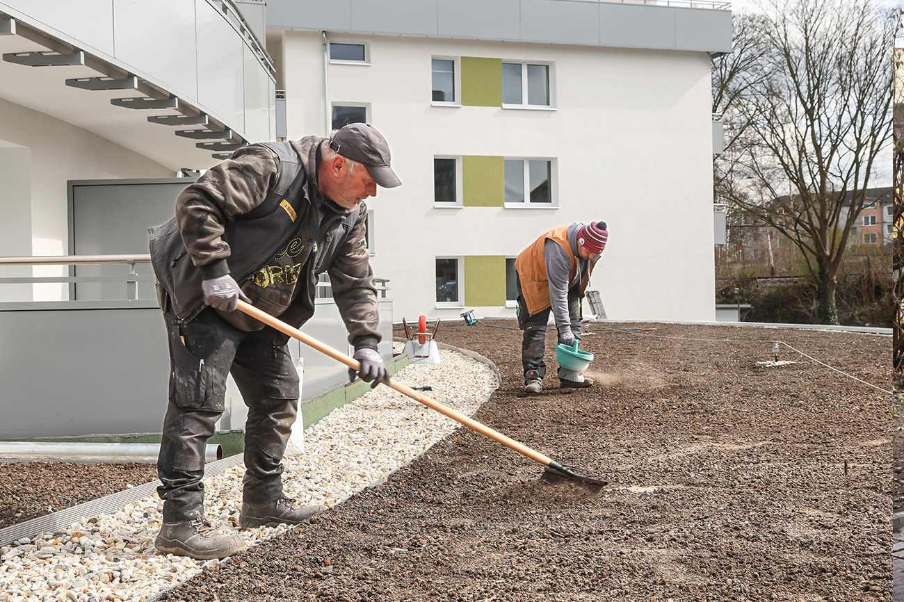 Gärtner legen Dachbegrünung an.