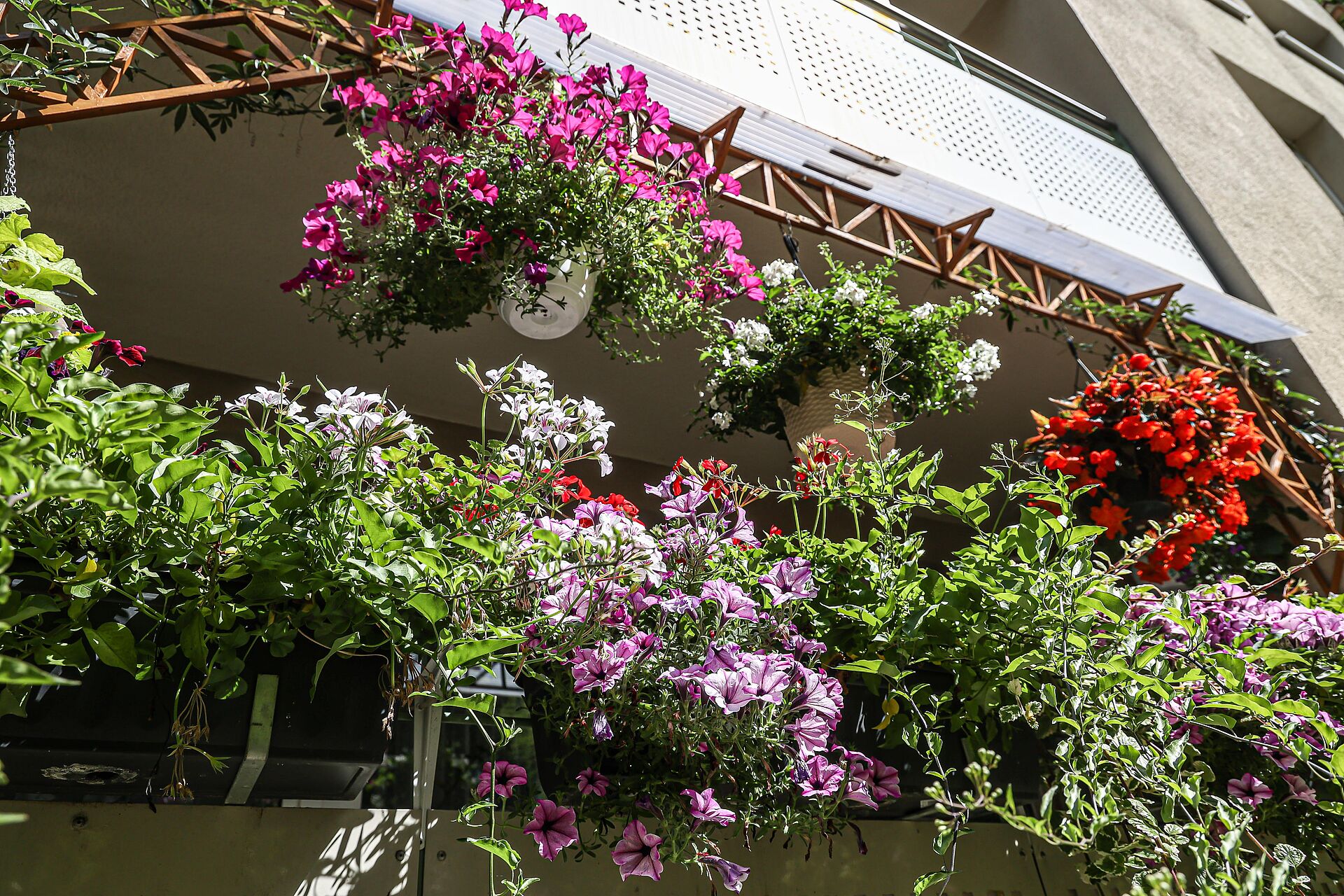 Bunt blühende Pflanzen auf einem DOGEWO21-Balkon